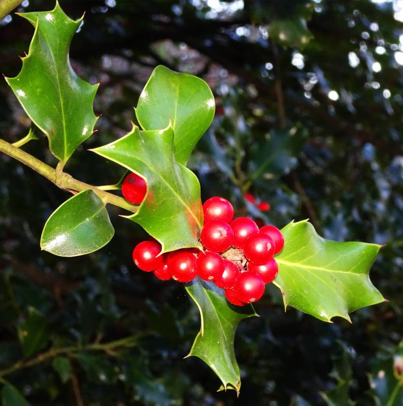 Holly (Ilex aquifolium) is a native species in Greece, as well on Mt Pelion, yet it is widely cultivated as an ornamental plant