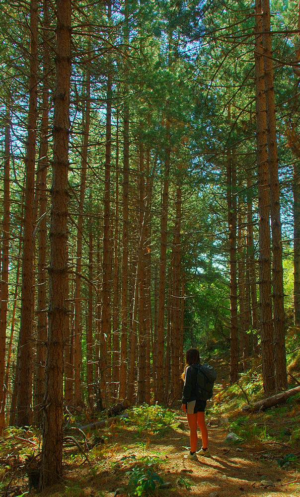 Black pine stands on the path from Alikopetra to the Karamani sanatorium