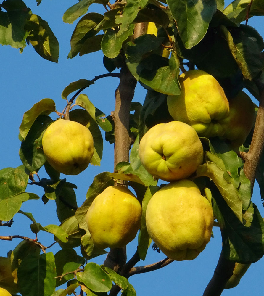 Few quinces remain in the apple orchards