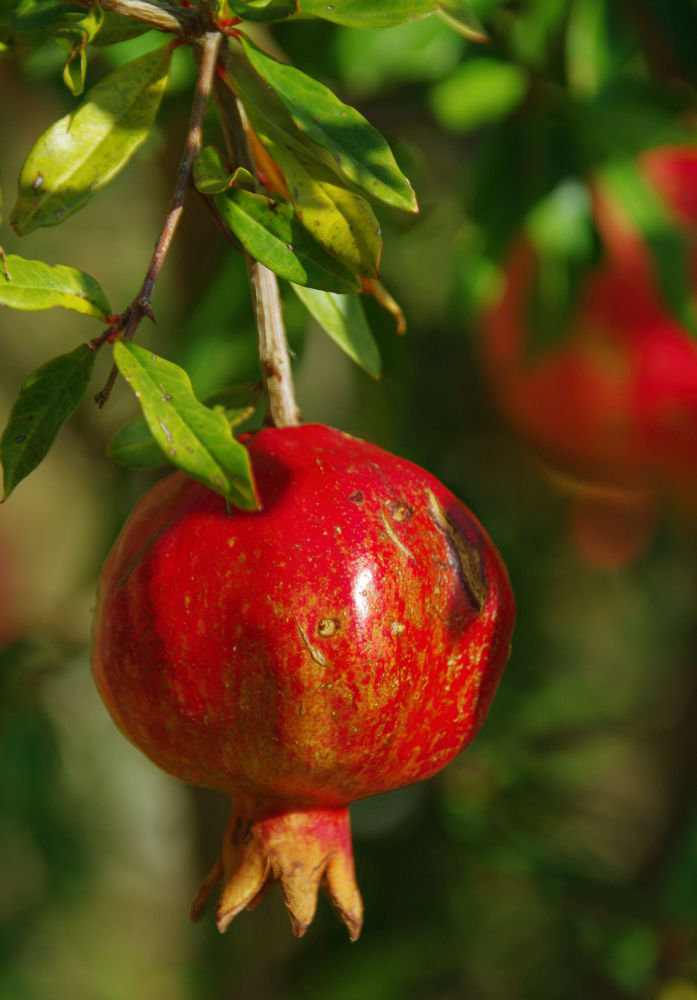 Pomegranate (Punica granatum) was an important fruit of rural Greece, surrounded by strong symbolic significance