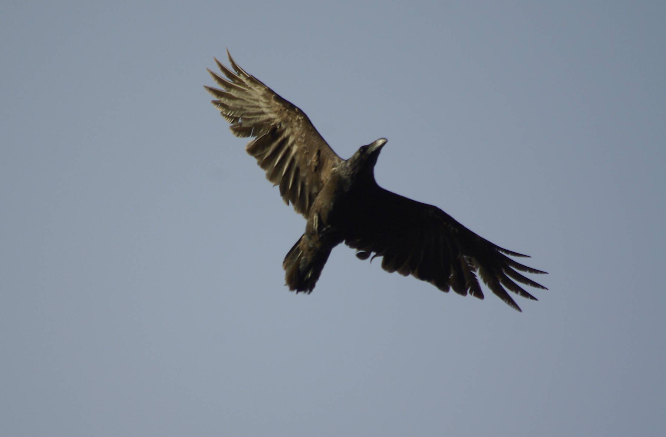 Κόρακας (Corvus corax)