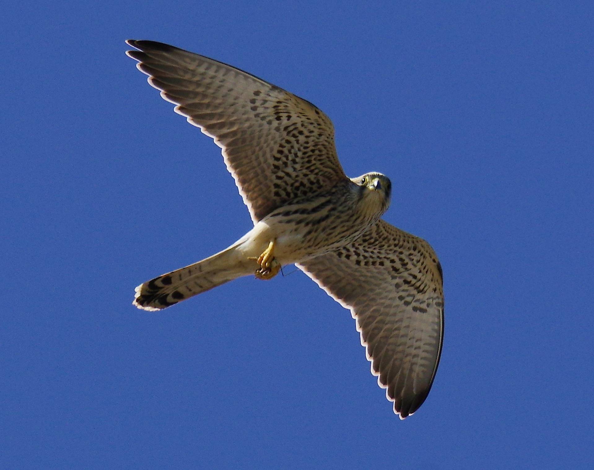 Βραχοκιρκίνεζο (Falco tinnunculus)